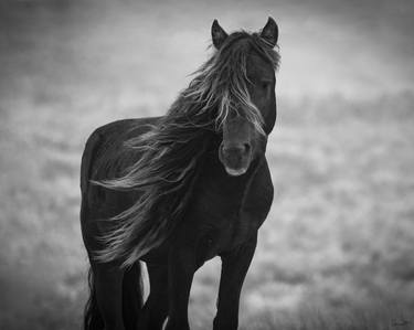 Print of Fine Art Horse Photography by Carol Walker