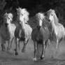 Collection Black and White Horses