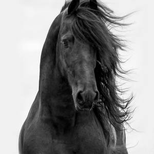 Collection Black Friesian Stallions