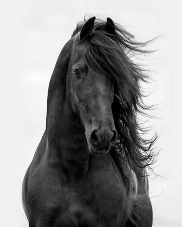 Black Friesian Comes Close - Limited Edition of 100 thumb