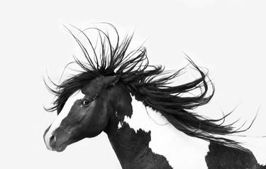 Black and White Stallion - Limited Edition of 100 thumb