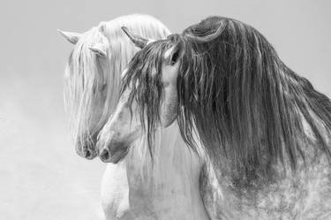 Print of Fine Art Horse Photography by Carol Walker