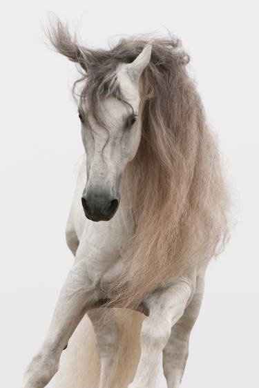 Original Fine Art Horse Photography by Carol Walker