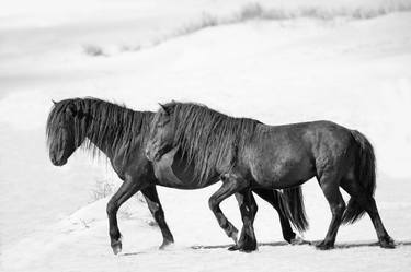 Two Sable Island Stallions in the Dunes - Limited Edition of 100 thumb