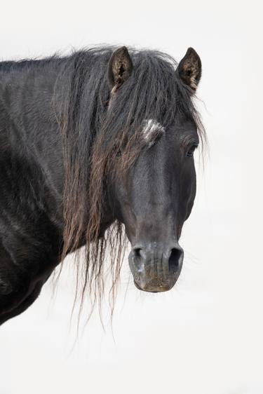 Sable Island Stallion's Portrait - Limited Edition of 100 thumb