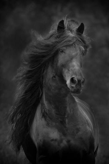 Original Fine Art Horse Photography by Carol Walker