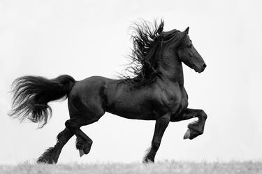 Original Horse Photography by Carol Walker