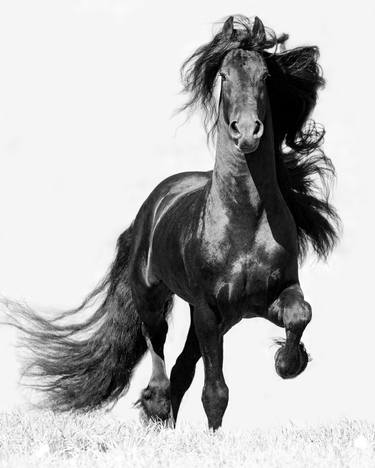 Print of Horse Photography by Carol Walker