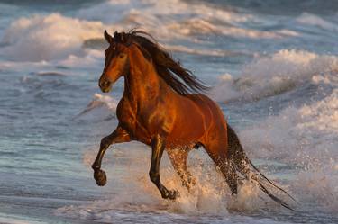 Print of Horse Photography by Carol Walker