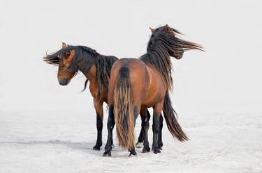 Print of Horse Photography by Carol Walker