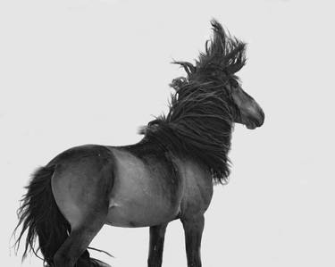 Sable Island Stallion Tosses His Head - Limited Edition of 100 thumb