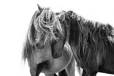 Original Fine Art Horse Photography by Carol Walker