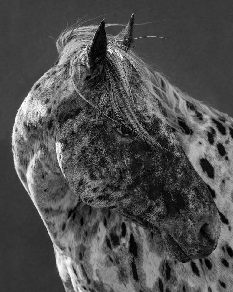 Appaloosa Horse Rearing | Art Board Print