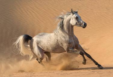 Desert Stallion Runs in the Dunes - Limited Edition of 100 thumb