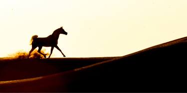 Desert Stallion at the Top of the Dunes - Limited Edition of 100 thumb