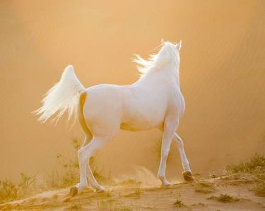 Print of Fine Art Horse Photography by Carol Walker