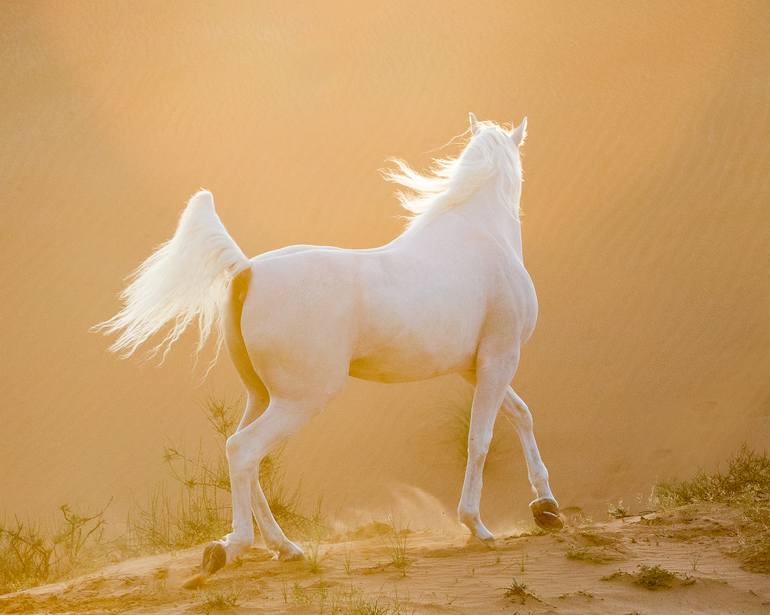 wild arabian horses in the desert