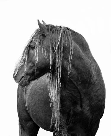 Sable Island Stallion Turns His Head - Limited Edition of 100 thumb