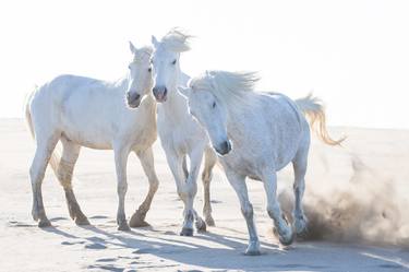 Original Fine Art Horse Photography by Carol Walker