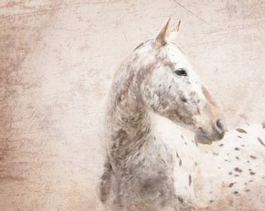 Original Fine Art Horse Photography by Carol Walker