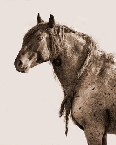 Original Fine Art Horse Photography by Carol Walker