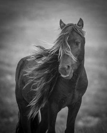 Print of Fine Art Horse Photography by Carol Walker