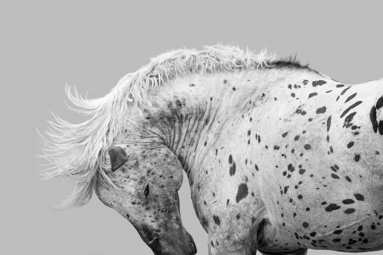 Appaloosa Horse Digital Download Print Horse Photography 