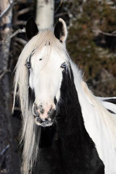 Print of Fine Art Horse Photography by Carol Walker