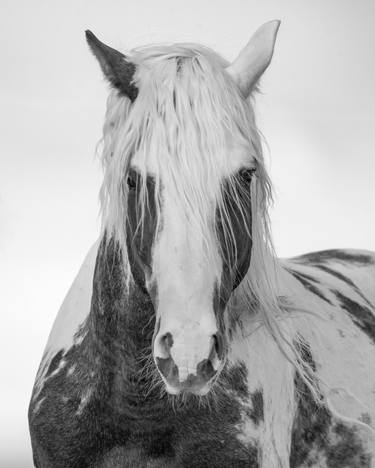 Print of Fine Art Horse Photography by Carol Walker