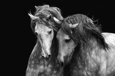 Two Andalusian Stallions III - Limited Edition of 100 thumb