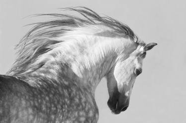 Original Horse Photography by Carol Walker