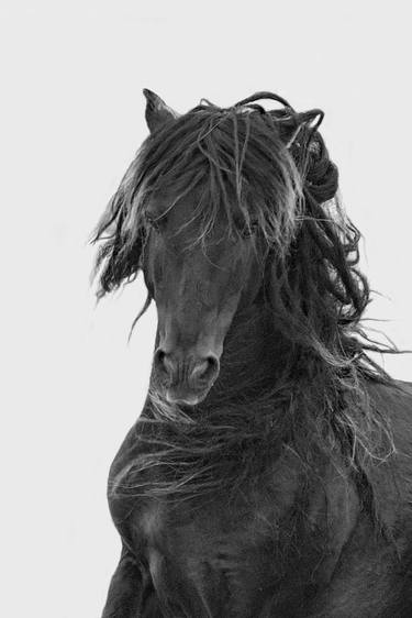 Original Realism Horse Photography by Carol Walker