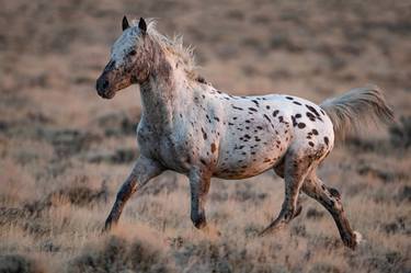 Original Fine Art Horse Photography by Carol Walker