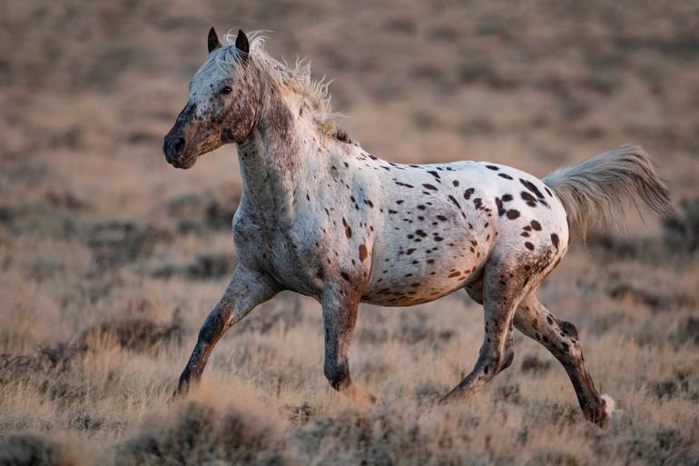 Appaloosa Horse Rearing | Art Board Print