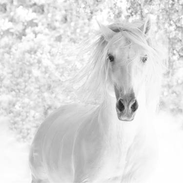 Original Horse Photography by Carol Walker