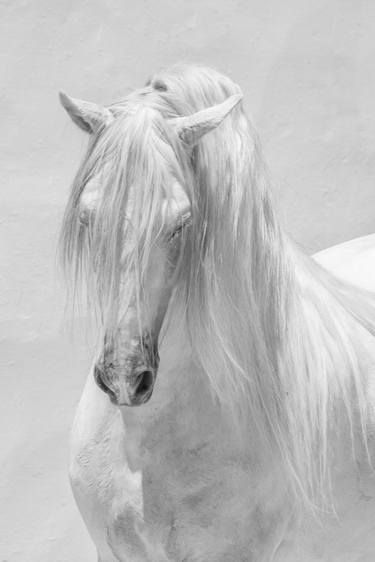 Original Fine Art Horse Photography by Carol Walker