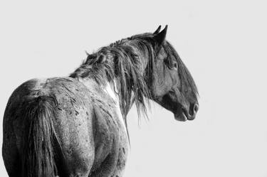 Original Horse Photography by Carol Walker