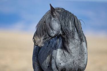 Original Realism Horse Photography by Carol Walker