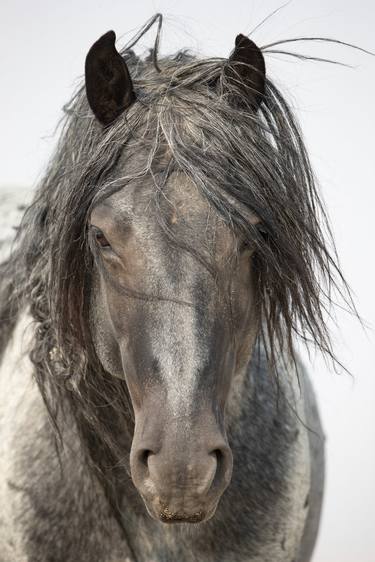 Original Realism Horse Photography by Carol Walker