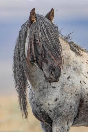 Original Horse Photography by Carol Walker