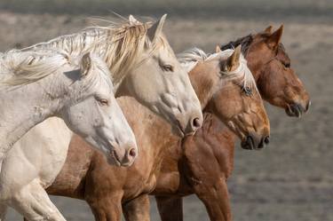 Print of Horse Photography by Carol Walker