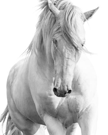 Original Realism Horse Photography by Carol Walker