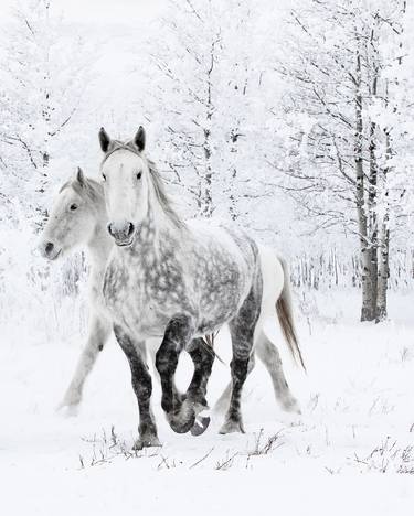 Two Percheron Mares in the Snow thumb