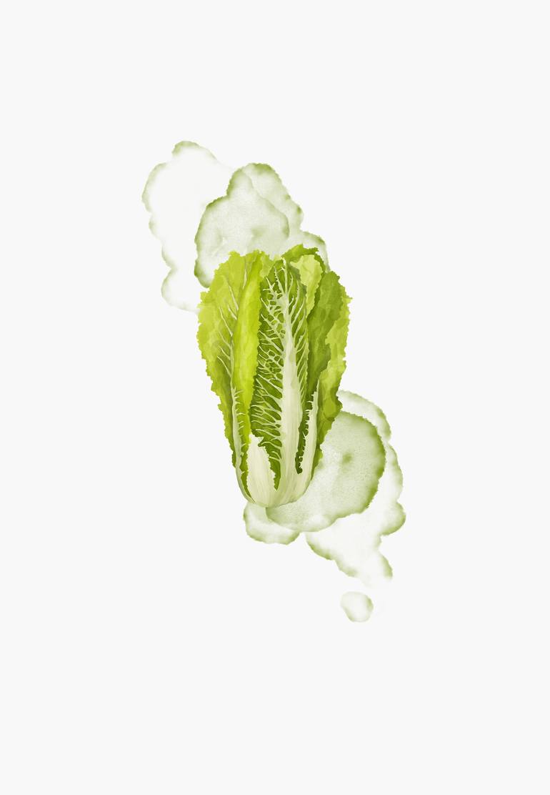 chinese cabbage drawing