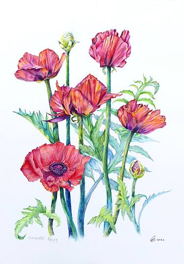 Print of Fine Art Botanic Paintings by Elizabeth Sadler