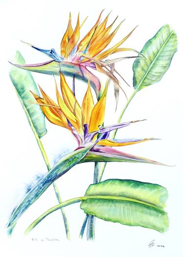 Print of Fine Art Botanic Paintings by Elizabeth Sadler