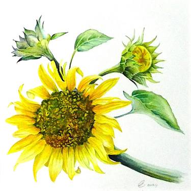 Original Fine Art Botanic Paintings by Elizabeth Sadler