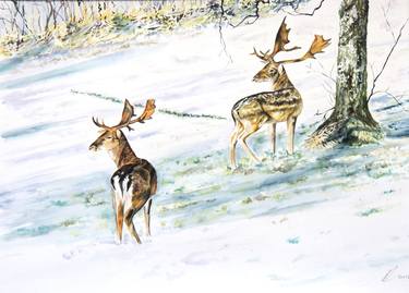 'Fallow Deer in the Snow, Sormland, Sweden ' thumb