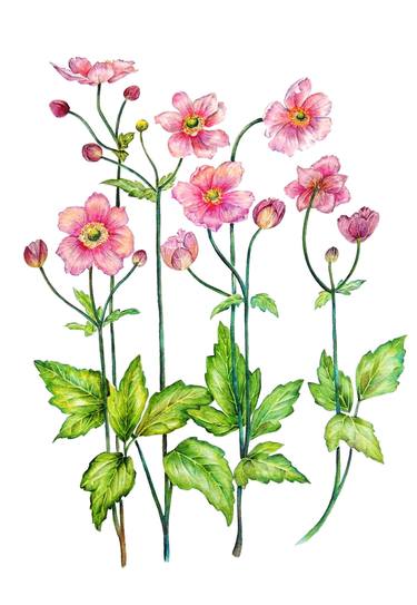 Pink Anemone Flowers thumb
