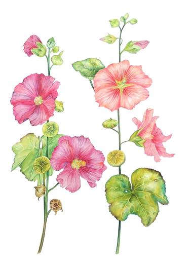 Original Botanic Paintings by Elizabeth Sadler